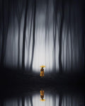 Solitude — Fine Art Print
