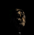 Dark silhouette of a lion's head on a black background